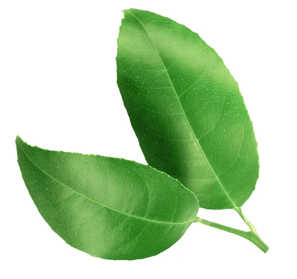 Citrus leaves isolated on a white background — Stock Photo, Image