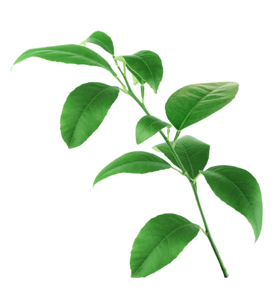 lemon leaves isolated on a transparent background 22804126 PNG