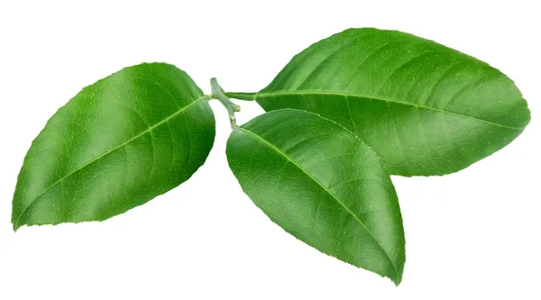 Φύλλα εσπεριδοειδών που απομονώνονται σε λευκό φόντο — Φωτογραφία Αρχείου