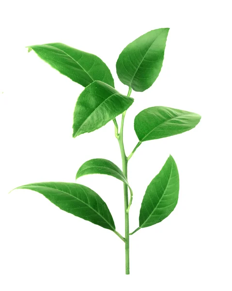 Φύλλα εσπεριδοειδών που απομονώνονται σε λευκό φόντο — Φωτογραφία Αρχείου