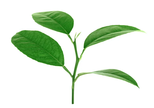 Citrus leaves isolated on a white background — Stock Photo, Image