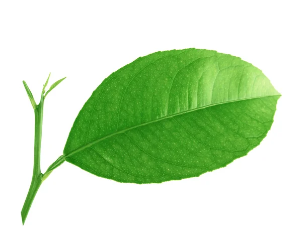 Citrus leaves isolated on a white background — Stock Photo, Image