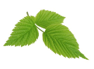 beyaz izole ahududu yaprağı