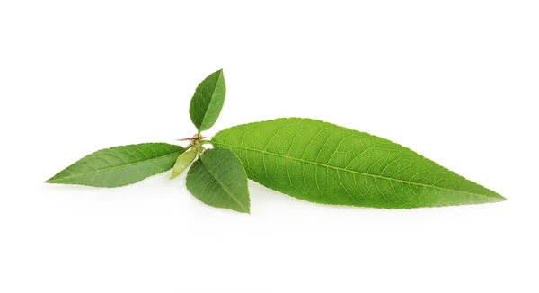 Peach leaf isolated on white background — Stock Photo, Image