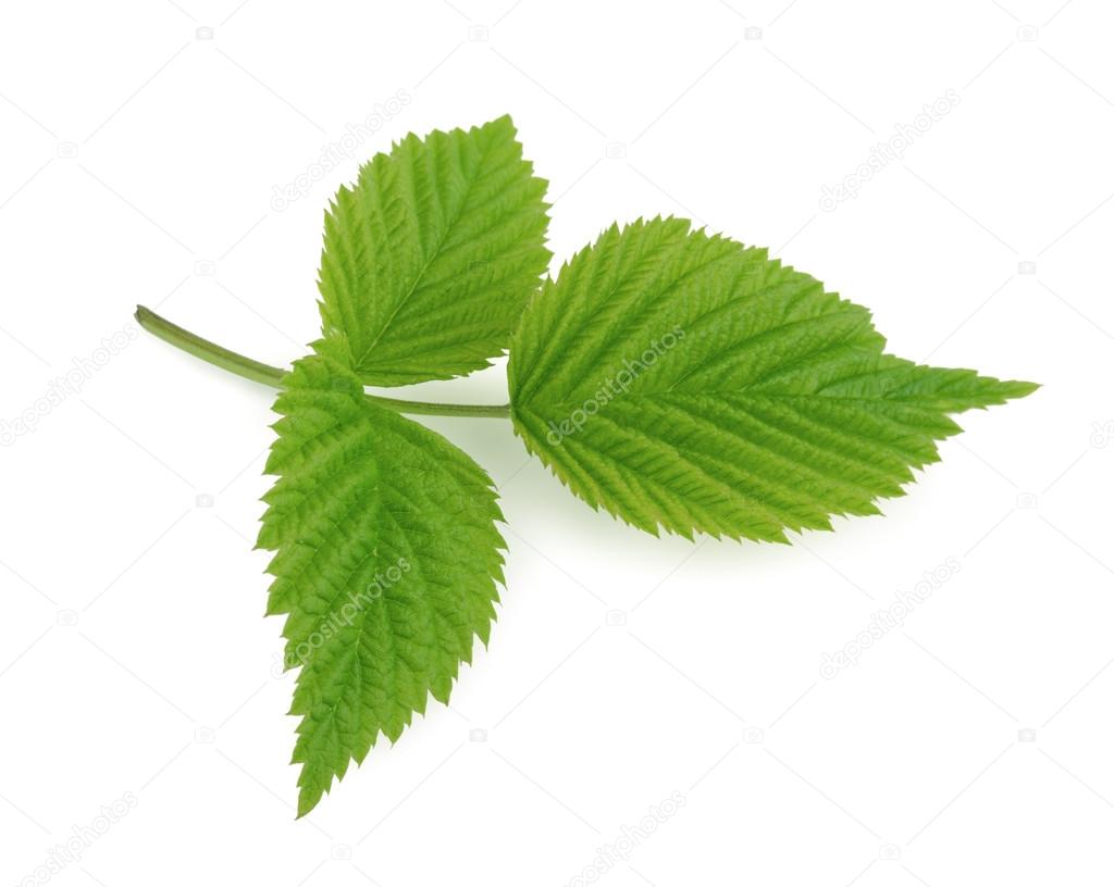 Leaf of raspberry isolated on white