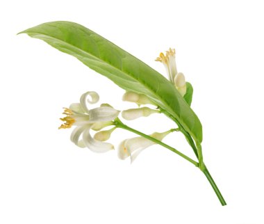 çiçekli beyaz izole limon ağacının dalını