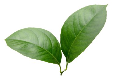 Limon yaprakları beyaz arkaplanda izole
