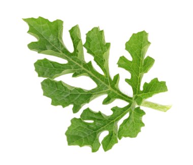 Beyaz arka plan üzerinde izole karpuz yaprak