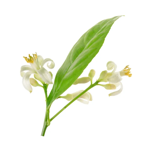 Branch of a lemon tree with flowers Isolated on white — Stock Photo, Image