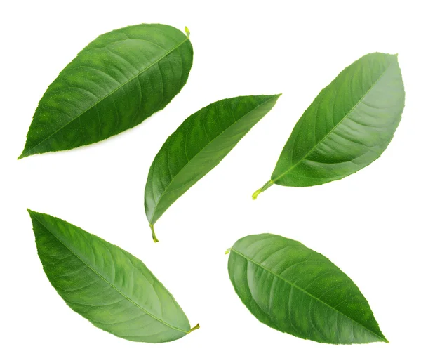 Lemon leaves isolated on a white background — Stock Photo, Image