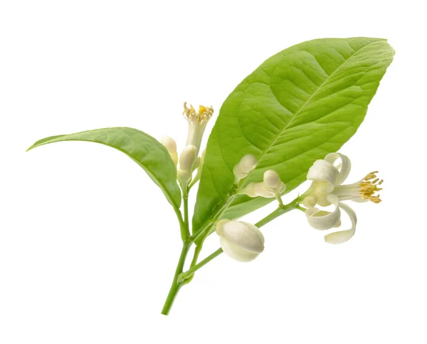 Branch of a lemon tree with flowers Isolated on white — Stock Photo, Image