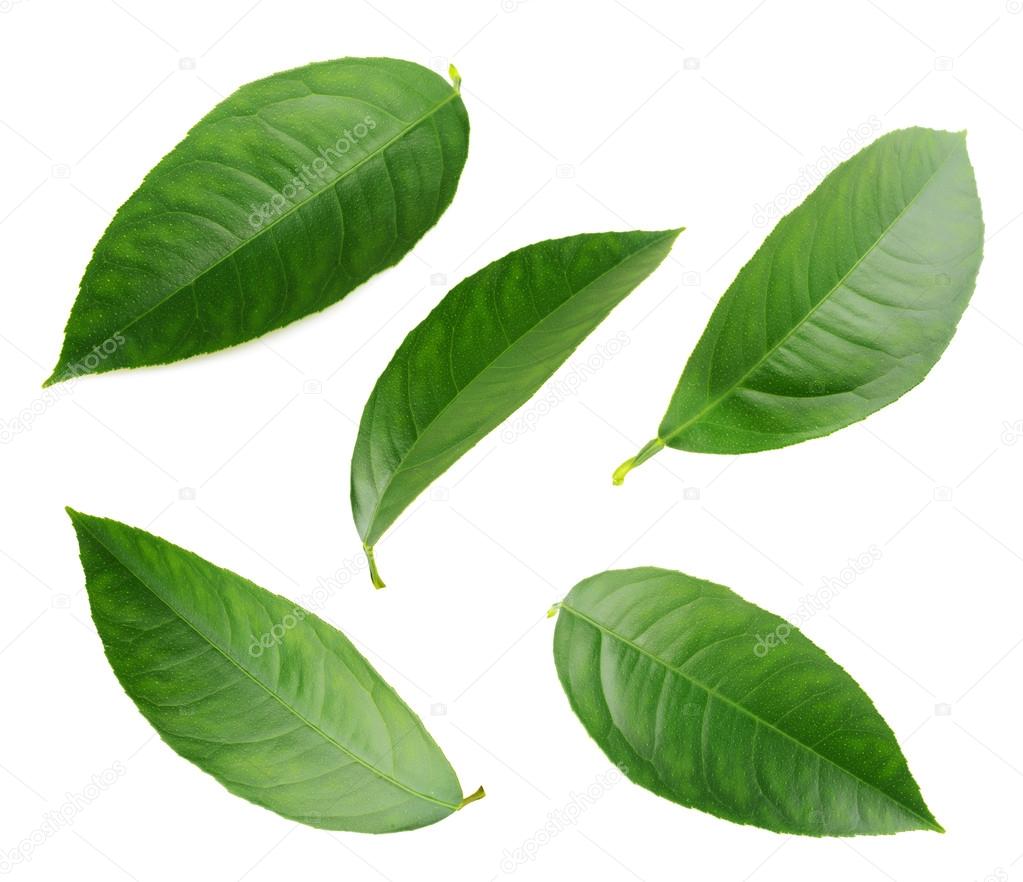 Lemon leaves isolated on a white background — Stock Photo © Ovydyborets