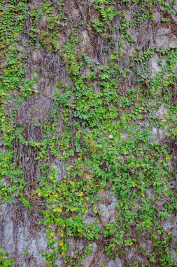 Gri beton duvarda büyüyen yeşil sarmaşık bitkisi