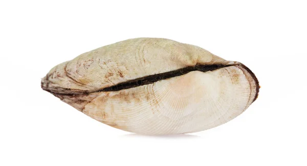 Arcidae Ark Моллюск Изолирован Белом Фоне — стоковое фото