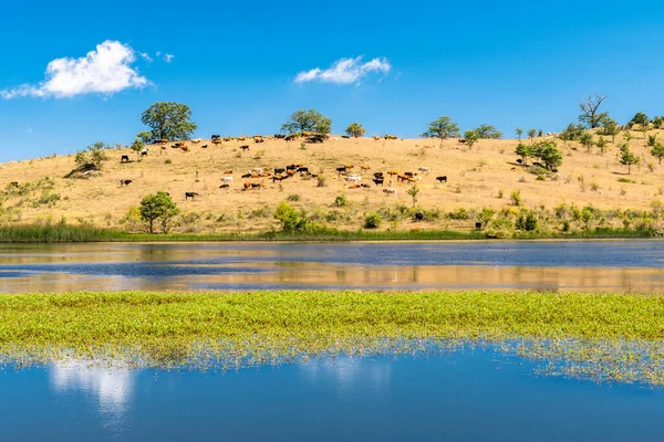Güneşli bir yaz gününde Biviere Gölü manzarası, Nebrodi Ulusal Parkı, Sicilya, İtalya