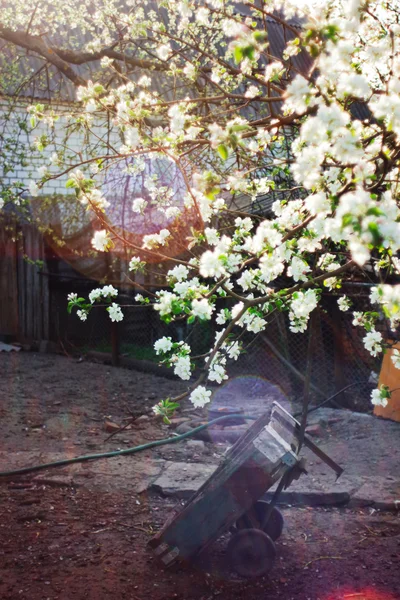 Çiçek açması elma ağacı ve el arabası — Stok fotoğraf