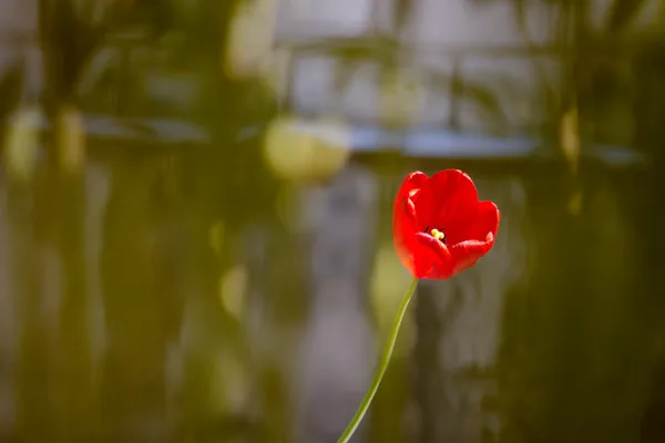 Tulipano in giardino — Foto Stock