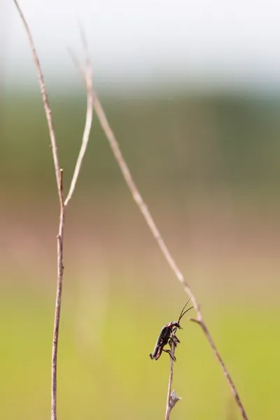 Bug on branch — Stock Photo, Image