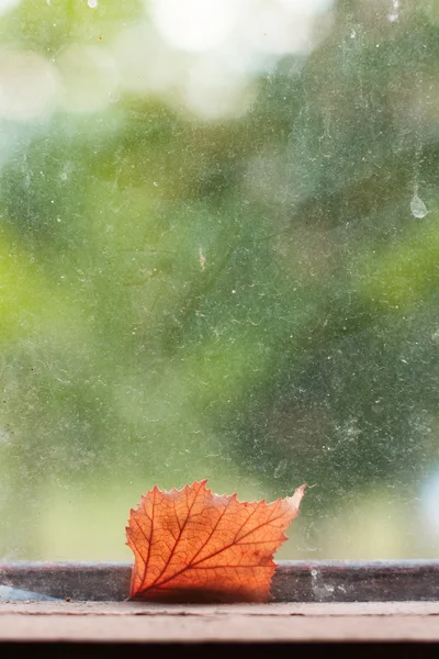 秋天叶 — 图库照片