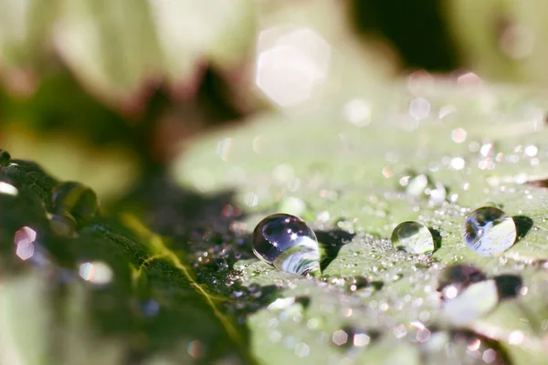 Drops on leaf — Stock Photo, Image