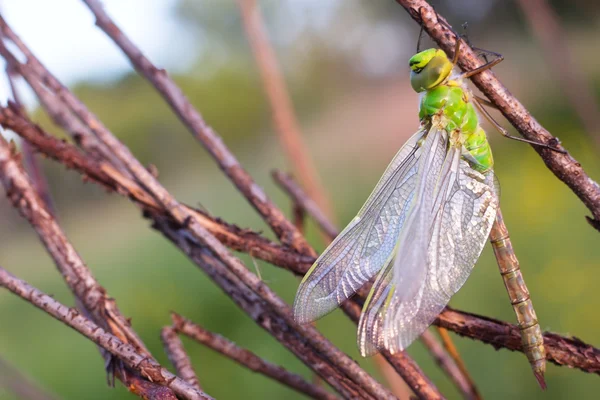 Dragonfly on meadow — Stock Photo, Image