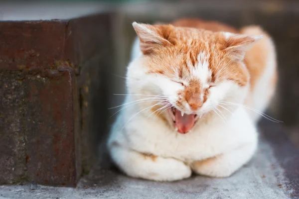 打呵欠的猫 — 图库照片