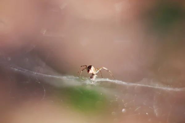 Spider and spider web — Stock Photo, Image