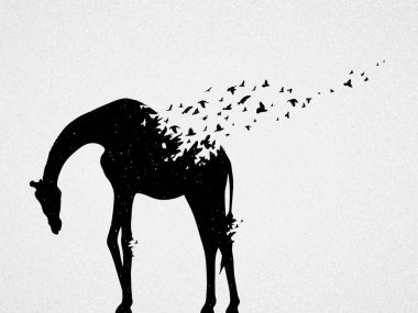 Giraffe and flying birds. Endangered animal. Black white silhouette