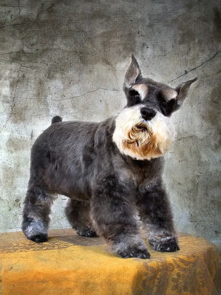 Schnauzer hond zwart en zilver — Stockfoto