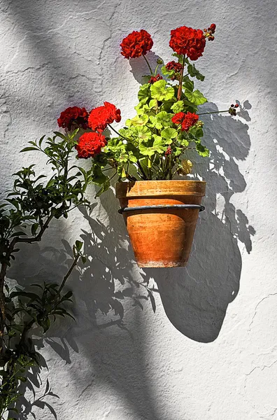 Flores españolas en maceta —  Fotos de Stock