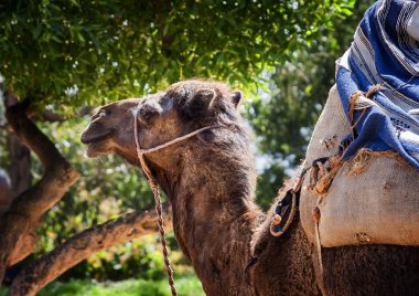 Baby camel