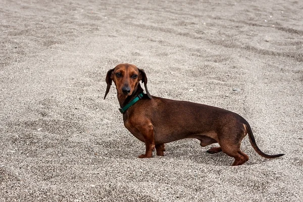 Dog on beach — Stock Photo, Image