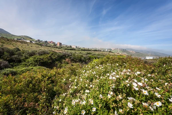 Lente velden — Stockfoto