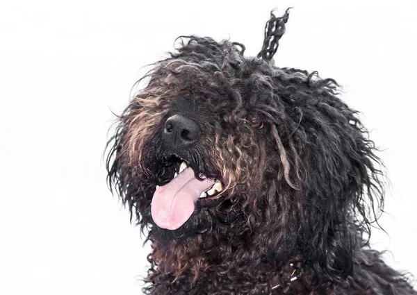 Hond bruin — Stockfoto