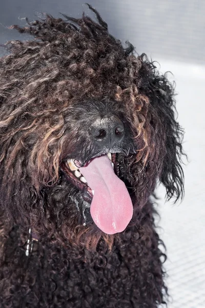 Hond bruin — Stockfoto