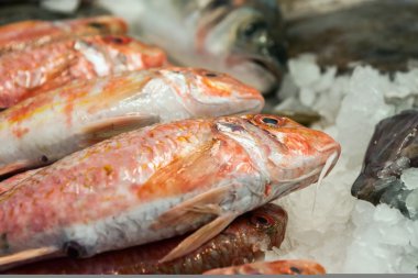 Balık ve deniz ürünleri