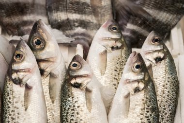 Balık ve deniz ürünleri