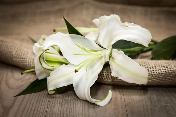 Flores blancas sobre fondo blanco — Foto de Stock