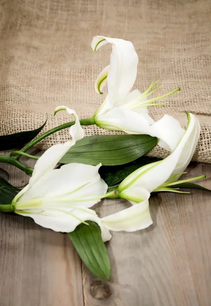 White flowers on white background — Stock Photo, Image