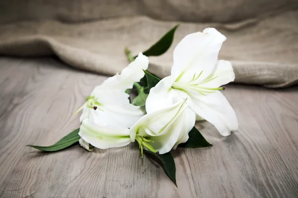 White flowers on white background — Stock Photo, Image