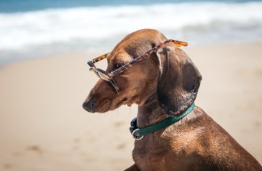köpek gözlüklü Beach