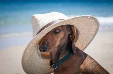 köpek plaj şapka ile