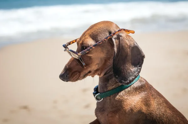 Pes na pláži s sluneční brýle — Stock fotografie