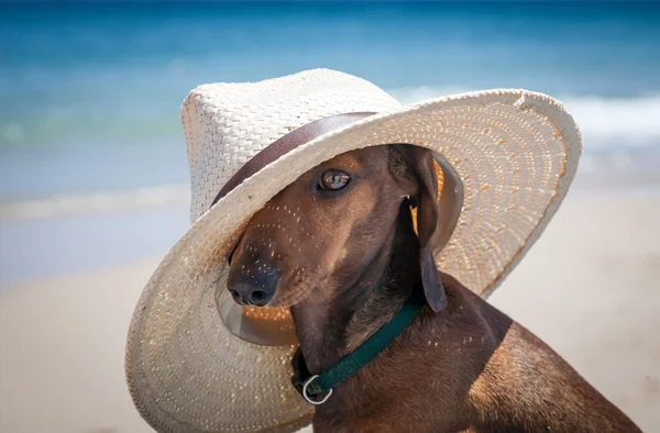 Собака в шляпе на пляже — стоковое фото