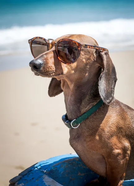 Dog in the beach with sunglasses — Stock Photo, Image