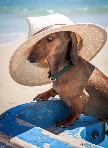 Dachshund dog with hat on the beach — Stock Photo, Image