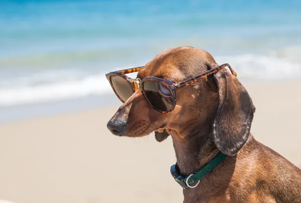 Chien à la plage avec des lunettes de soleil Images De Stock Libres De Droits