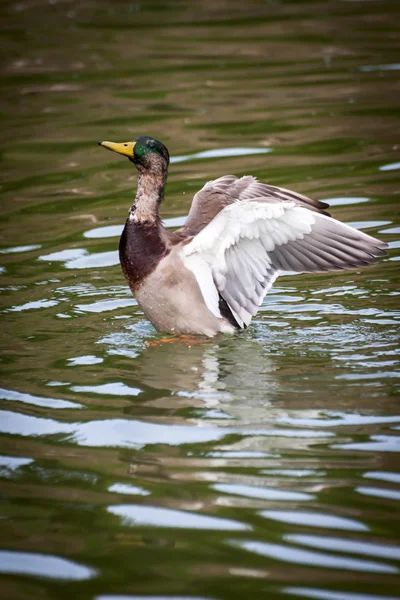 Mandarin duck — Stock Photo, Image