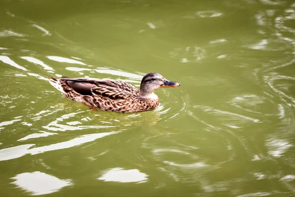 Mandarin duck — Stock Photo, Image