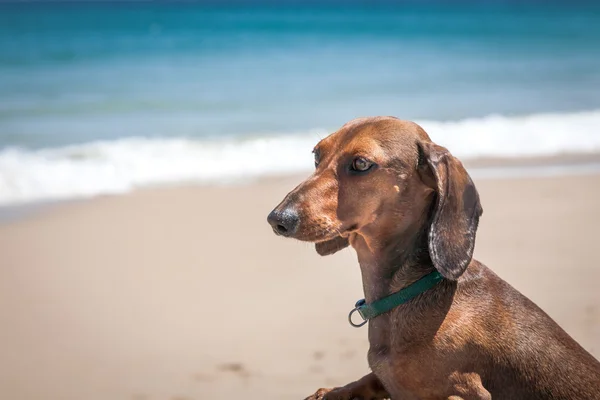 Dachshund dog on a boat on the beach — Stock Photo, Image
